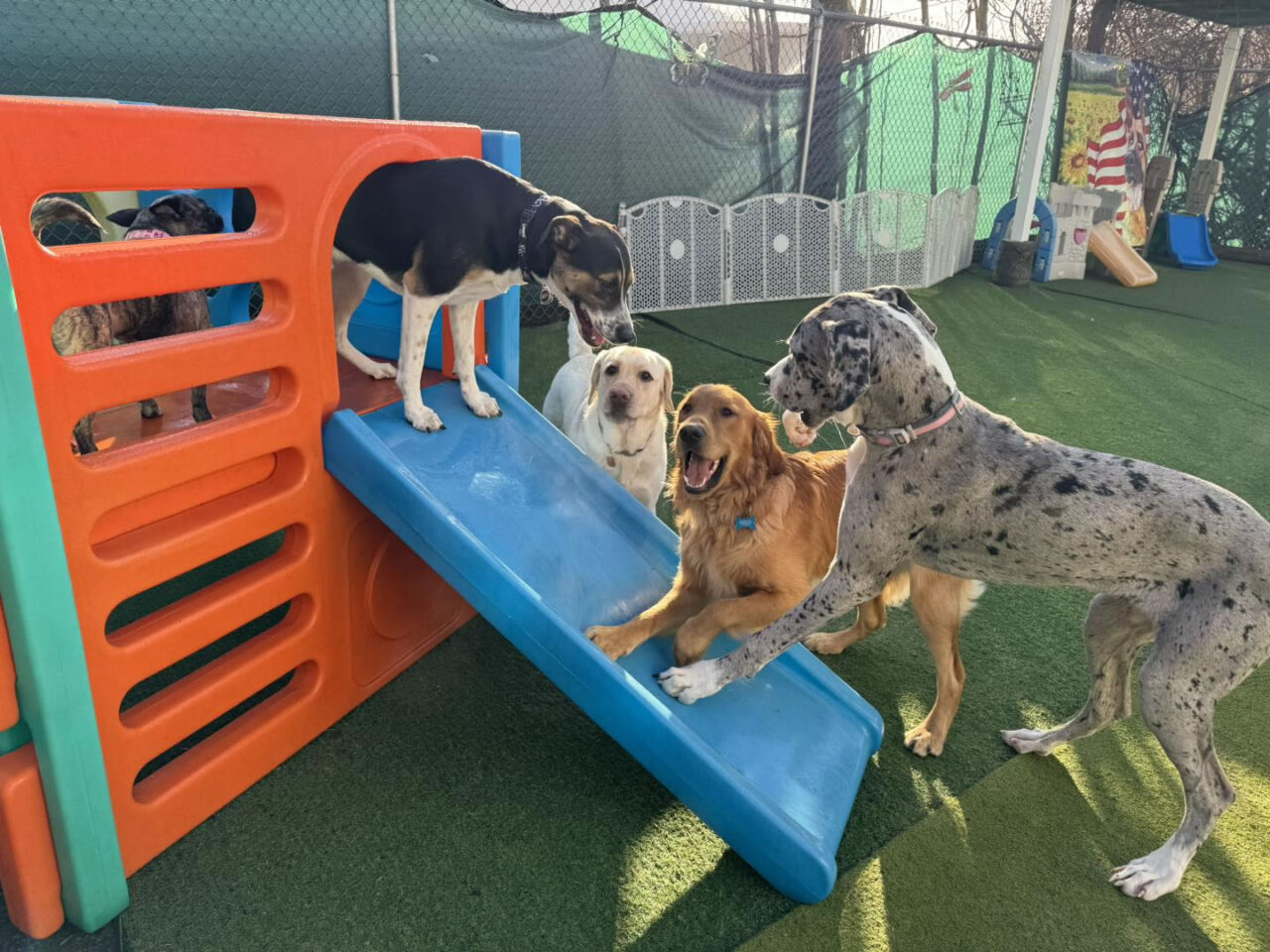 Paws Dream Doggie Daycare Dog Daycare, Boarding, & Training
